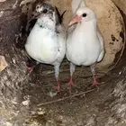 فروخ حمام للبيع فرنسي زاجل سلفر