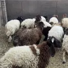 خرفان