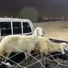طلي ورخل سمان