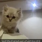قط هملايا للتبني لمن يرغب بتبوك