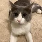 قطط