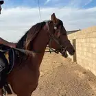 حصان شعبي شيخ