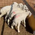 رخال عمر شهرين ونص الى ثلاثه العدد 6