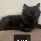 تبني قطط تبني تبني