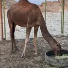 بكره عمرها سنه ونص