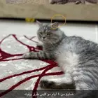 اللي يلقاه مكافاة ماليه 1500 ريال