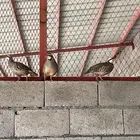 معاريف بريه منتجه الزوج 180