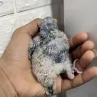 للبيع فرخ كوكير الراهب ازرق (( تم البيع ))