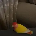 ببغاء روز اليف