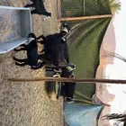 معزى متابيع