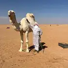 فحل تمامي منتج سنه رباع علا جميع شروط ضراب وعاشر