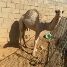 مفروده طيبه للبيع