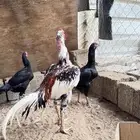 دجاج باكستاني سندي دم صافي للبيع