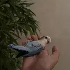 روز اليف جدا