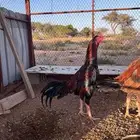 ديك باكستاني سندي فاااخر