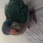 كويكر
