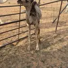 بكره تربيه