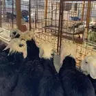 خرفان نجد ب 1450