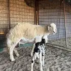 شاه والد للبيع