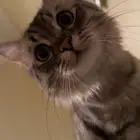 قط شيرازي تبني