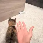 بس للتبني
