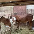 بقر بلدي على الشرط
