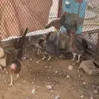 دجاج للبيع