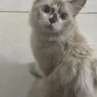 قطط للتبني