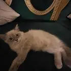 قطط لي تبني معه كل شي