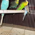 عصافير بادجي