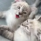لتبني معاها حوض واكل لها