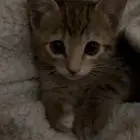 قط للتبني