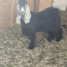 تيس عارضي ثني فحل للبيع