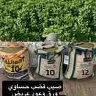 صيب ذري قصب سحاوي