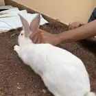ارانب فرنسيه كفو للبيع