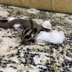 سنجاب الطائر