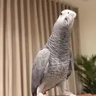 ببغاء كاسكو اليف ومتكلم