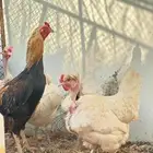 دجاج شركسي بياض