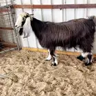 عنز عارضيه سديس جرم وصحة ونظافه