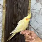 انثى كروان لاتينو عيون حمر اليفه