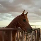 مهر عربي شعبي