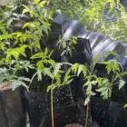 شتلات نيم العدد 120 شتله