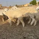 جذعات حريات حرش