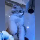 قط للبيع