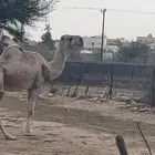 بعير اشقح شمالي هداوه واضراب واعشار شرط