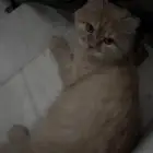 قطه انثى للتبني مستعجل