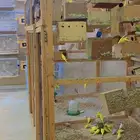 جمله طيور الحب بادجي العدد 80 ( تم البيع )