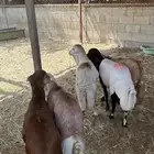 رفيد للبيع