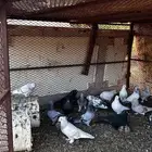 حمام تركي لبيع منتج العدد 31 مع الزغاليل 34 البيع جمله