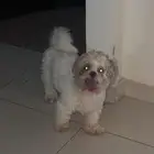 كلب للتبني برسوم